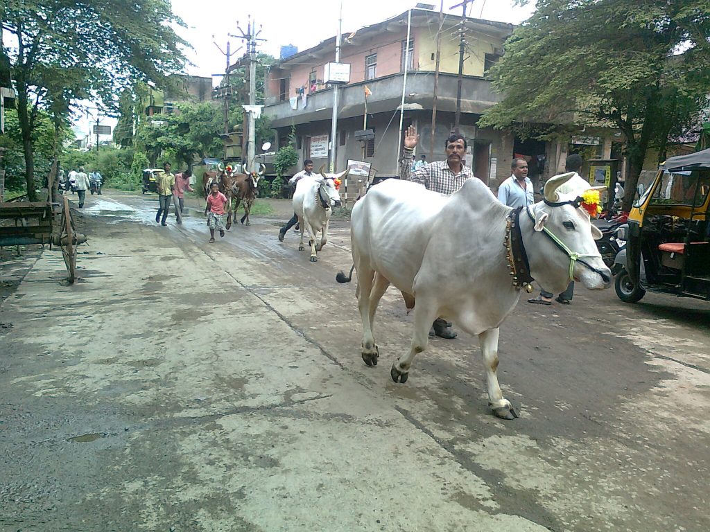बैल पोळा