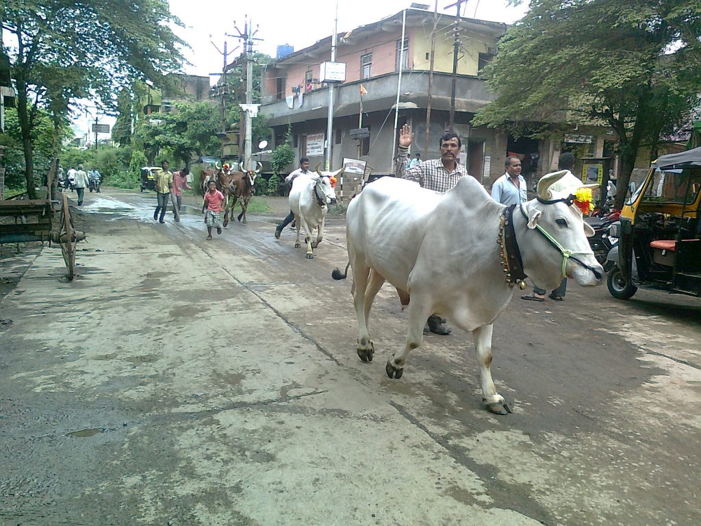 बैल पोळा 